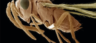 parasitic-wasp,.jpg