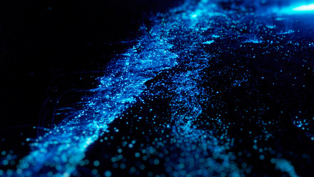 Bioluminescence in the water