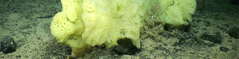 Mining deep-sea sponges for novel antibiotics