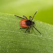 Black tick on a green leaf.