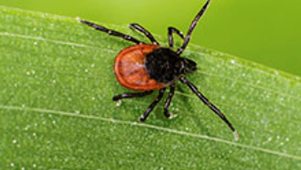 Black tick on a green leaf.