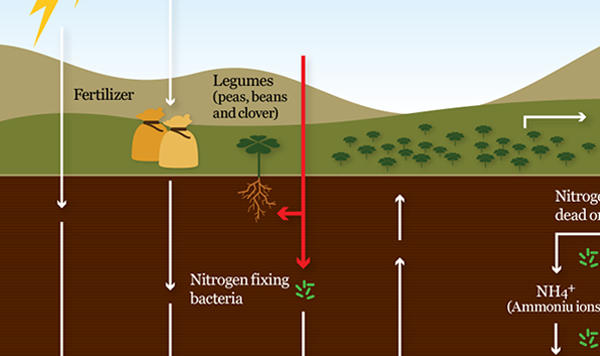 complex nitrogen cycle diagram