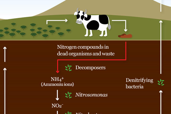 nitrogen cycle definition