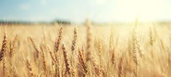 wheat-microbiome-thumbnail.jpg