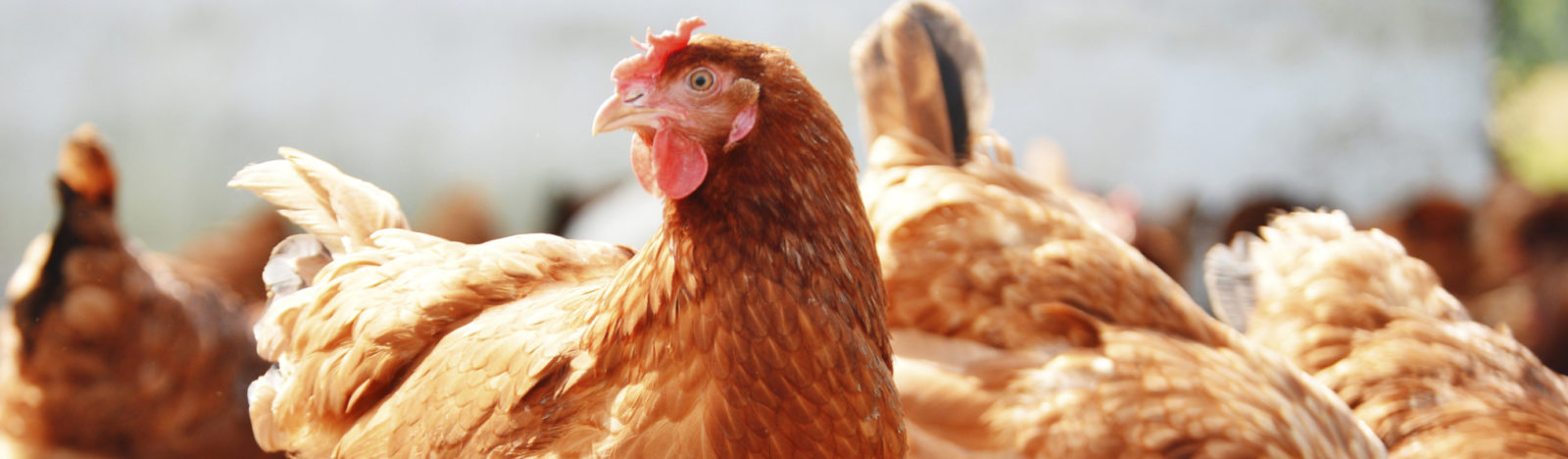 Avian viruses background chicken