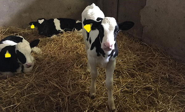 Farm-dairy-calves.jpg