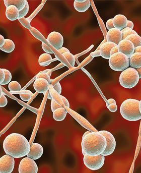 Close-up image of Candida fungus, with round cells and thin branches on a red background.