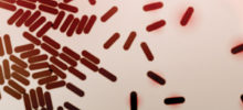 Bacteria-main-img-thinkstock.jpg
