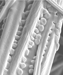 Bacterial cells on the fibres of water filters
