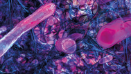 biofilms banner.png