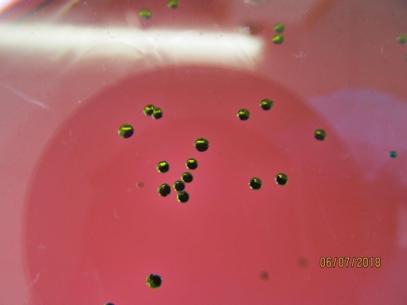 The bacterial strain Gibbsiella quercinecans grows with an iridescent green sheen on Eosin Methylene Blue agar