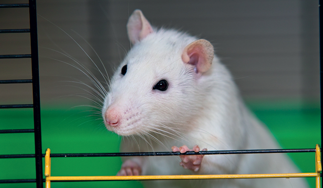 MT Nov 15 hantaviruses pet rat