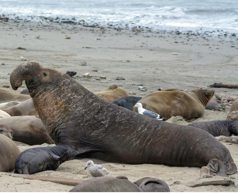 elephant-seals-at-ano-nuevo-picture-id1140407840.jpg