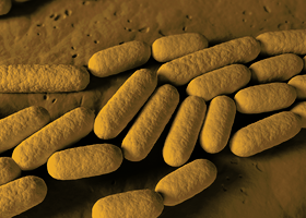 Branding used for International Journal of Systematic and Evolutionary Microbiology Editorial Board