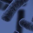 Microbiology-thumbnail.jpg