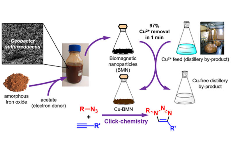 Cu recovered from a distillery by-product using biogenic magnetic nanoparticles can be repurposed as an efficient catalyst for ‘click-chemistry’