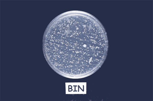 petri dish bacteria identification