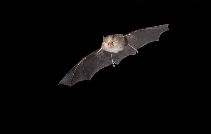 AGAMI stock_bat.jpeg