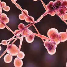 Close up of microorganism