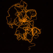 Mycobacteria.jpg