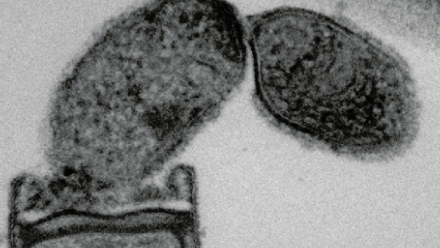 IJSEM press release Jan image.png