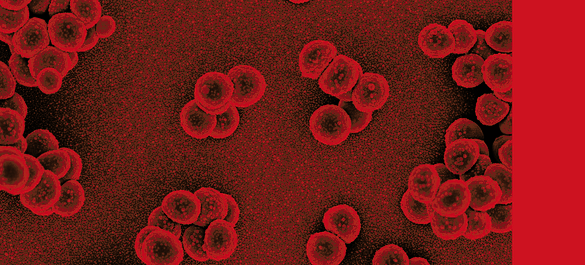 Branding used for Journal of Medical Microbiology