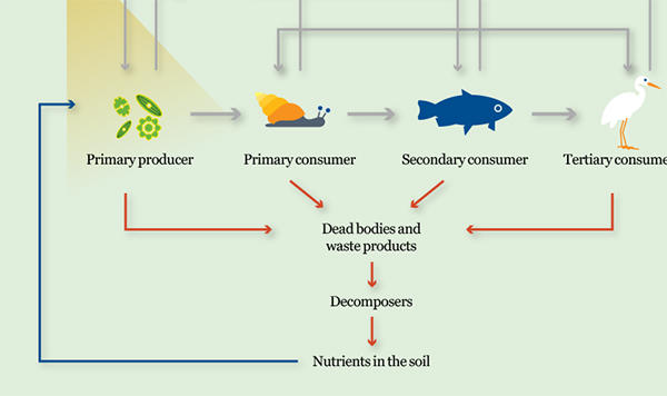 bacteria in food