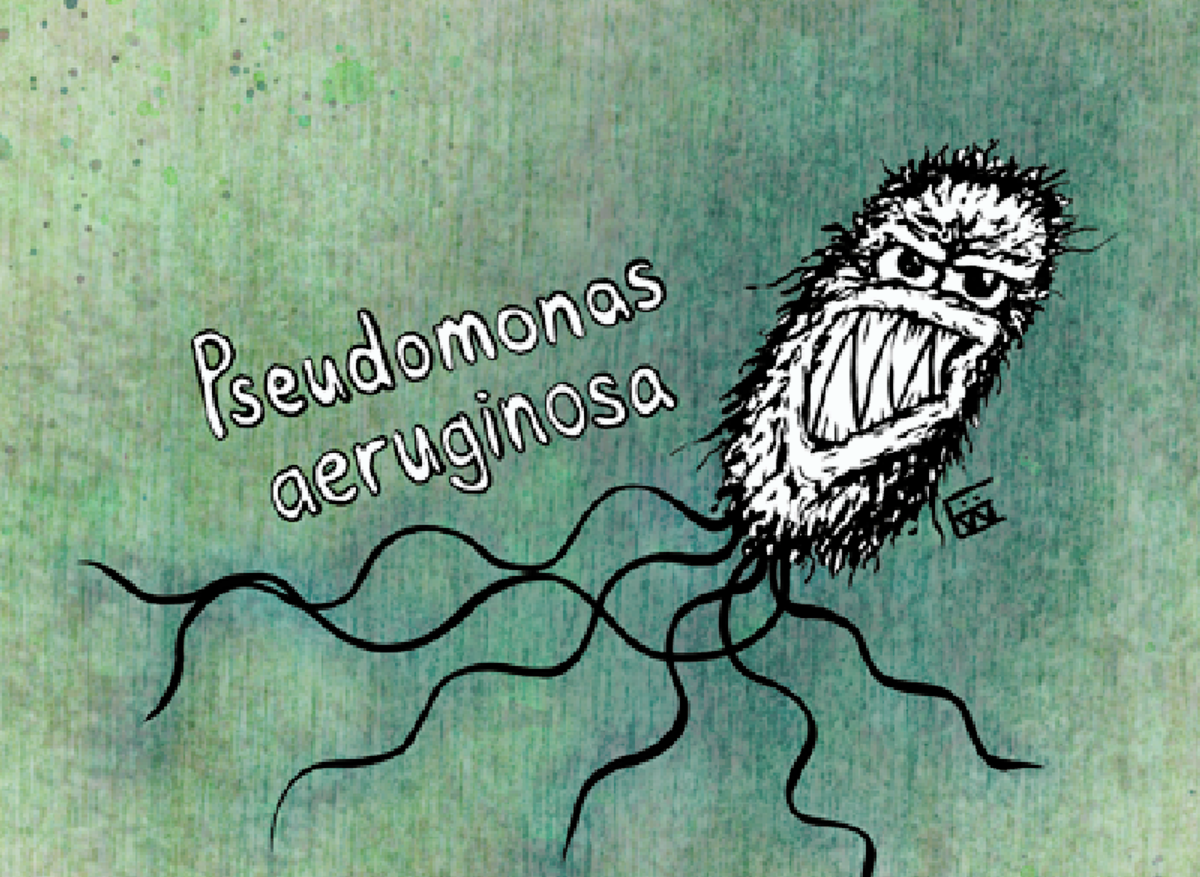 Pseudomonas aeruginosa.png