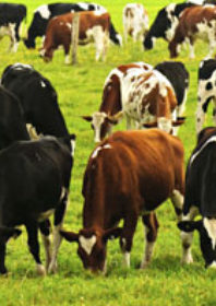 Endemic livestock disease | Microbiology Society