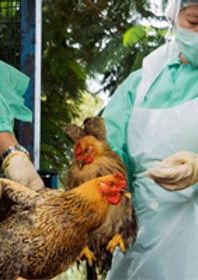 Two chicken being held by people wearing protective equipment