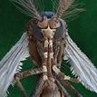 Microscopic image of a mosquito