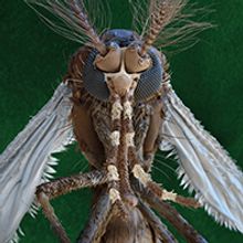 Microscopic image of a mosquito