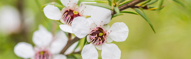 Manuka flower