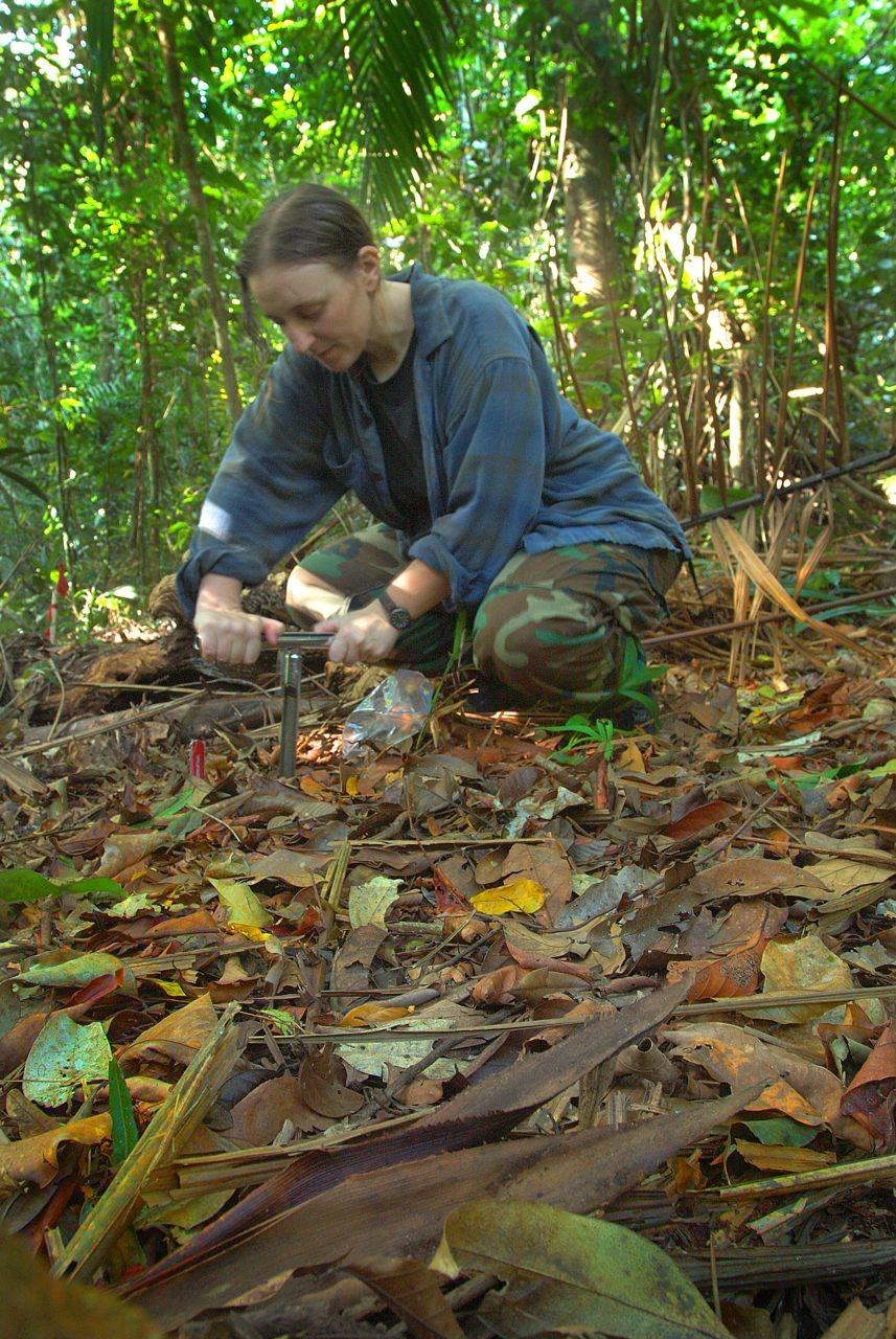 Dr Emma Sayer taking soil samples in the experimental plots in lowland tropical forest in Panama 