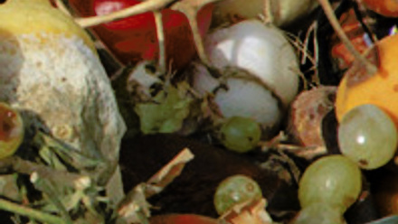 Close up of various fruits, like grapes