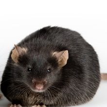 genetic-obese-mouse-with-black-healthy-control-picture-id848002620.jpg