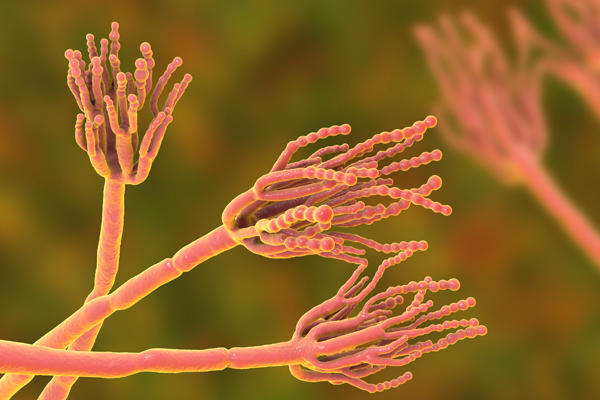 structure of penicillium mold