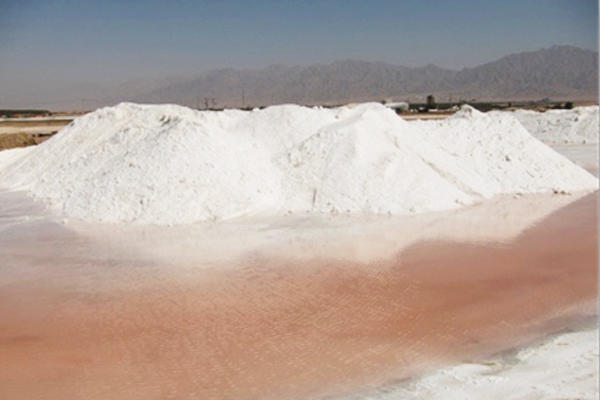 The Dead Sea, coloured red by the presence of Haloferax cultures