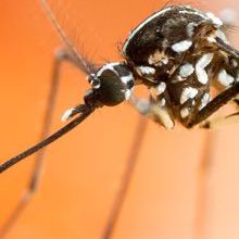 iStock-507146112-GordZam - Asian Tiger Mosquito _425x500px.jpeg