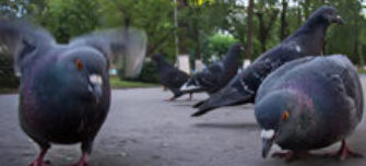 pigeon-populations.jpg