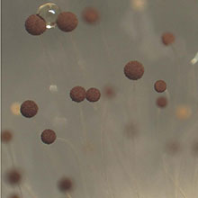 Small brown balls in grey background, representing Aspergillus niger stereomicroscopy