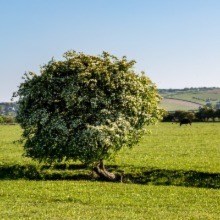 Hawthorn tree