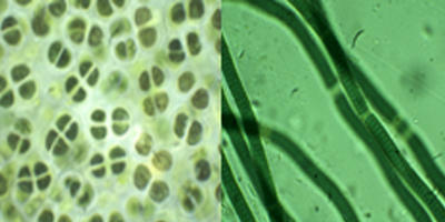 Microscopic images of some isolated cyanobacteria from extreme ecosystems 