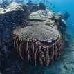 Large coral formation on a reef with surrounding fish.