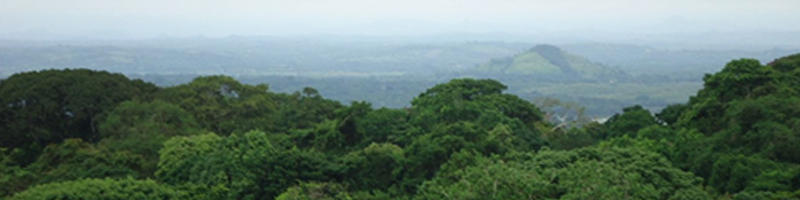 A view from the canopy; looking across the forest to the landscape beyond at the research site in the Barro Colorado Nature Monument in Panama