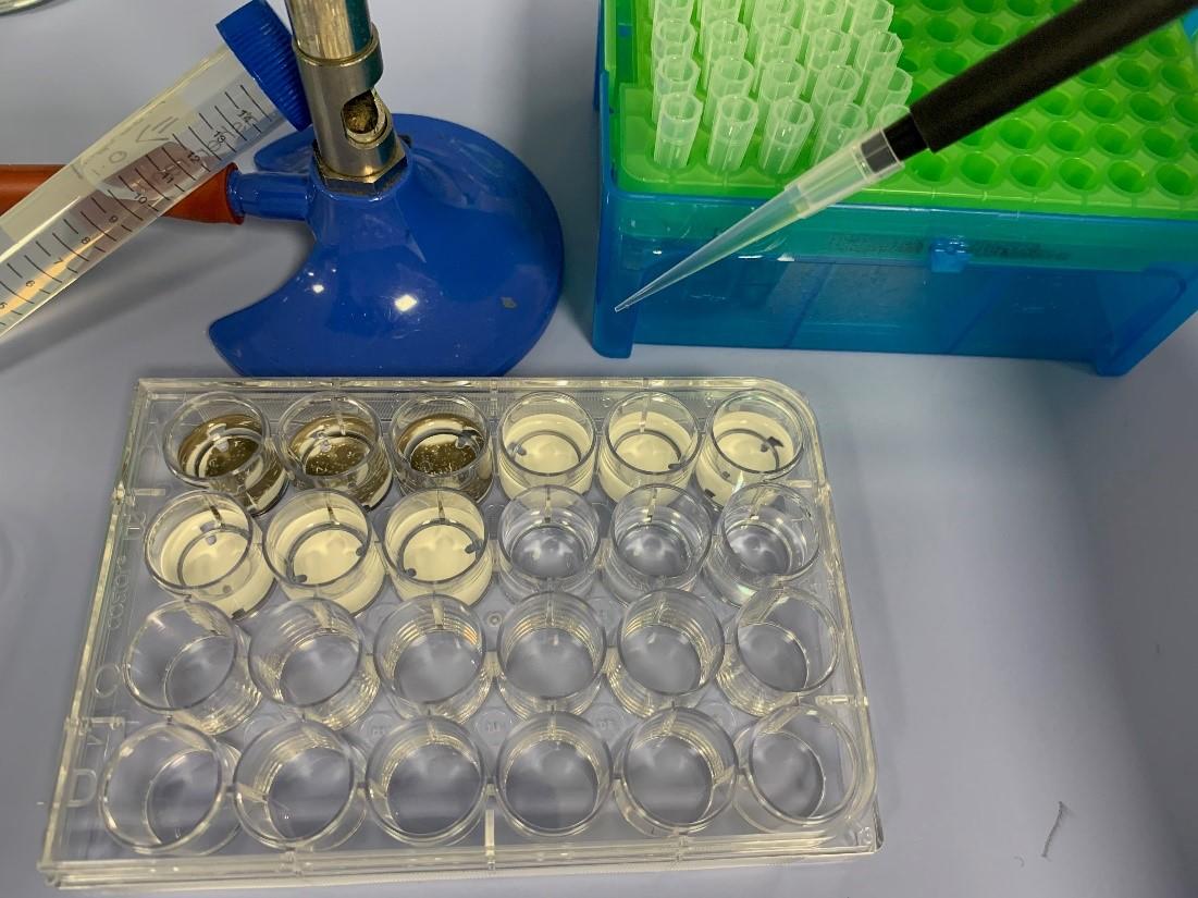 Experimental setup for the in vitro testing of the antimicrobial coating