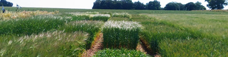 Field trial of several barley cultivars at JIC Field Station, Church Farm, Bawburgh. 