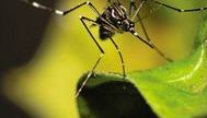 Stick insect standing on a green leaf