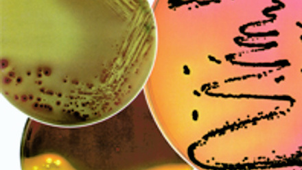 Cover of Microbiology Today, issue of August 1997