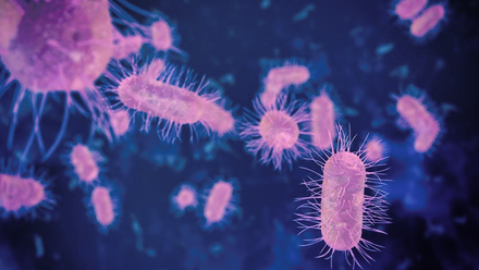 Pink Pseudococcus viburni on a navy background.